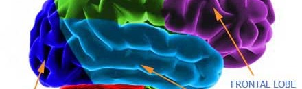 labeled_diagram_human_brain labeled_diagram_human_brain